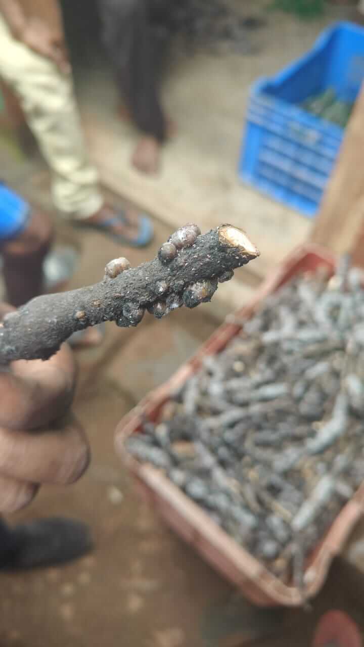 shree-nature-food