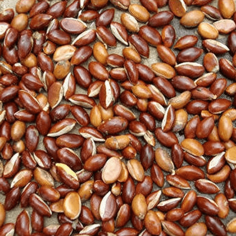Mahua