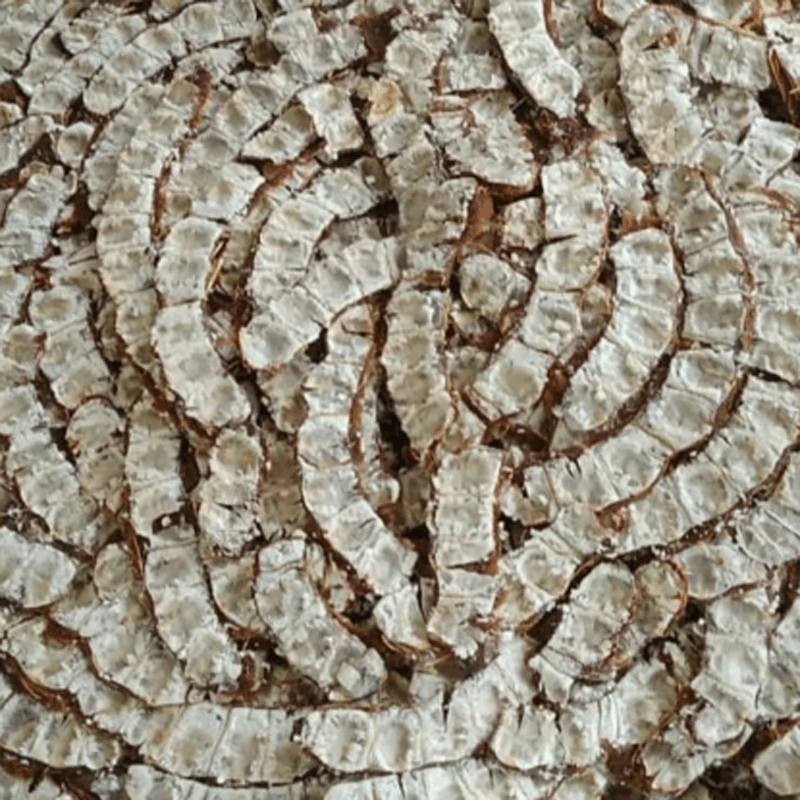 Tamarind (Imli)